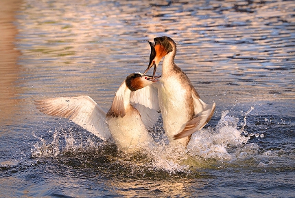 fuut (Podiceps cristatus) 4-2017 7543